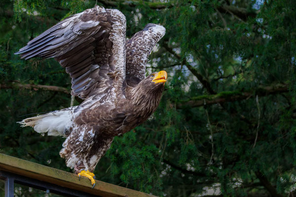 Riesenseeadler - #8239