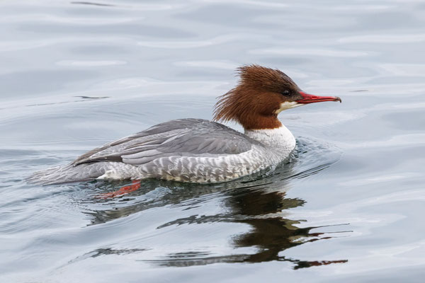Gänsesäger - Common Merganser - #9308