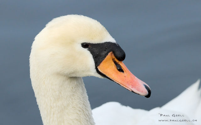 Höckerschwan - Mute Swan - #3739