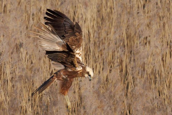 Rohrweihe Weibchen - Marsh Harrier Female - #9266