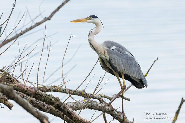 Graureiher - Grey Heron - #4470