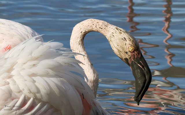 Flamingo - #0858