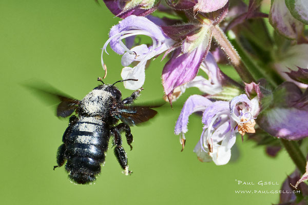 Holzbiene - Carpenter Bee - #9796