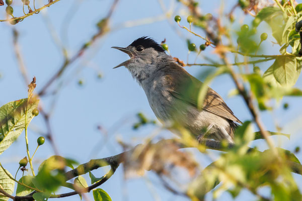 Mönchsgrasmücke - Blackcap - #7016