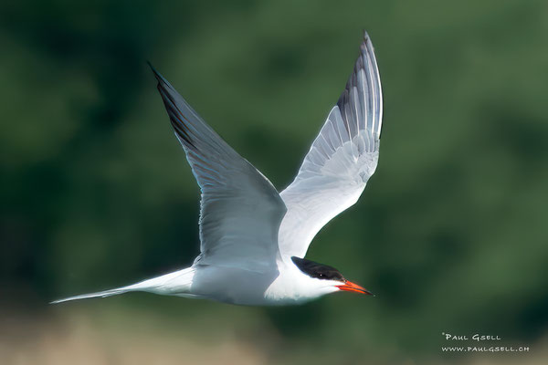 Flussseeschwalbe - Common Tern- #2376