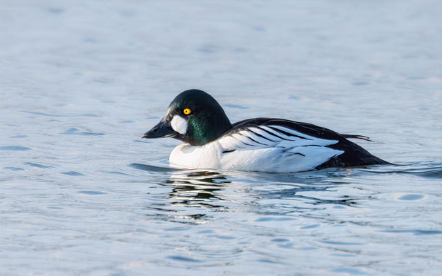 Schellente Männchen - Goldeneye Male - #5159
