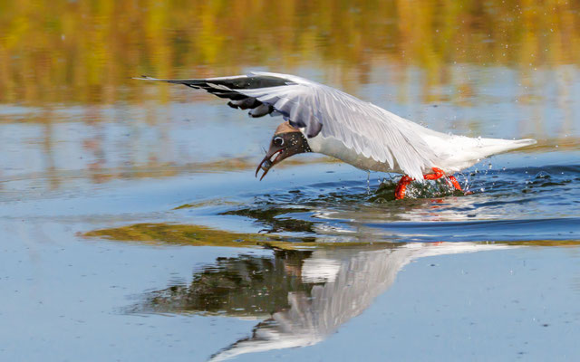Lachmöwe - Black-headed Gull - #0637