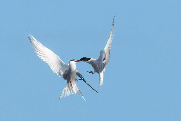 Flußseeschwalben im Balzflug - Common Terns in mating flight - #1771