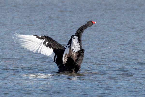 Schwarzschwan - Black Swan - #1333