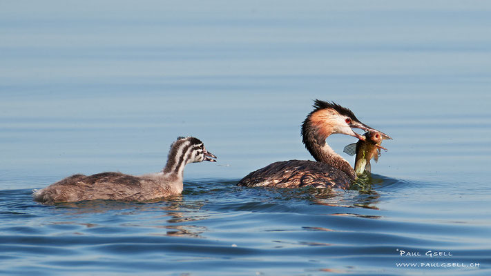 Haubentaucher - Great Crested Grebe - #0249