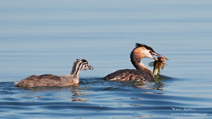 Haubentaucher - Great Crested Grebe - #0249