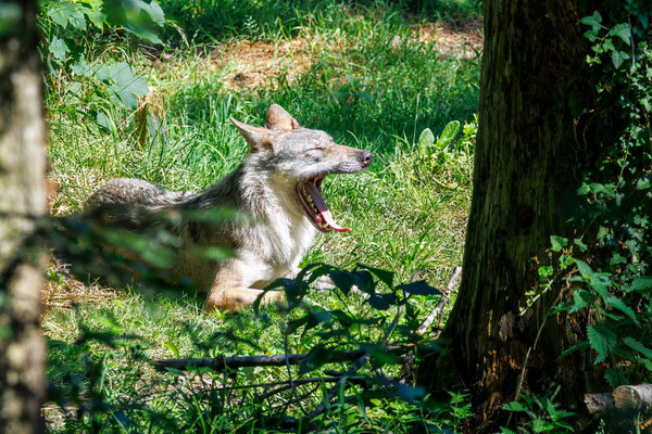 Europäischer Wolf - European Wolf - #3844