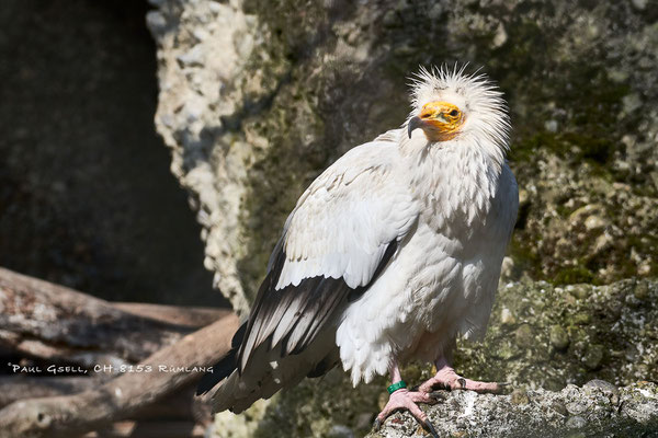 Schmutzgeier Zoo Zürich - Neophron Percnopterus - #8706