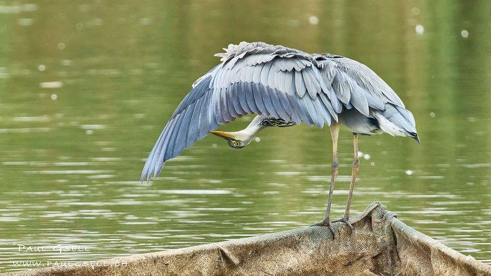 Graureiher - Grey Heron - #9828