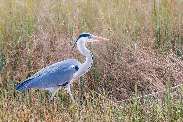 Graureiher - Grey Heron - #8256