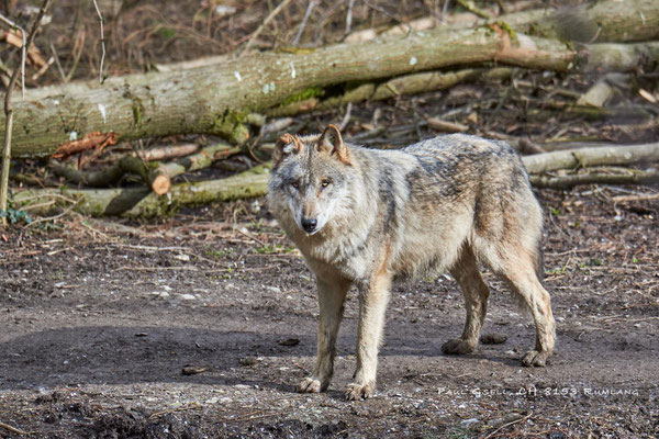 Wolf im Tierpark Langenberg - #6618