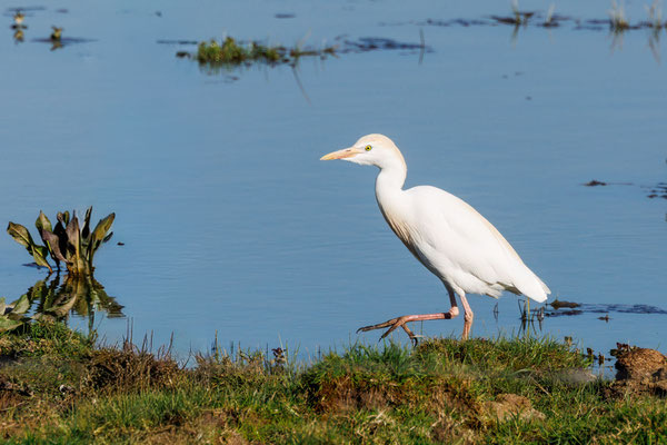 Kuhreiher - Cattle Egret - #4458