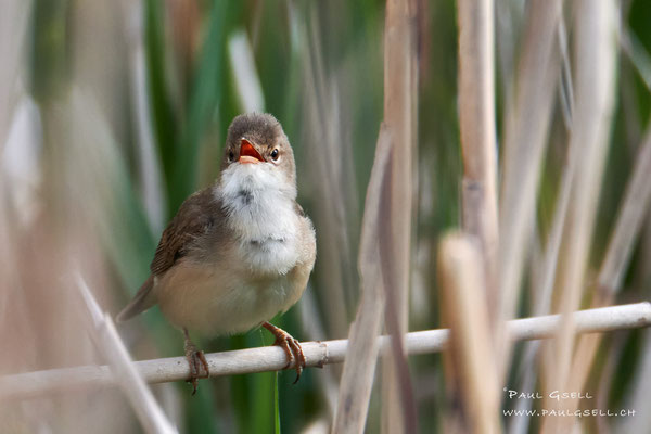 Teichrohrsänger - Reed Warbler - #6154