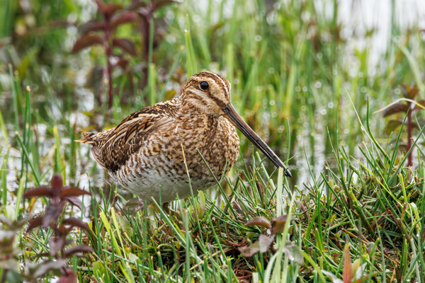 Bekassine - Common Snipe - #0744