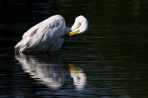 Silberreiher - Great Egret  #1750