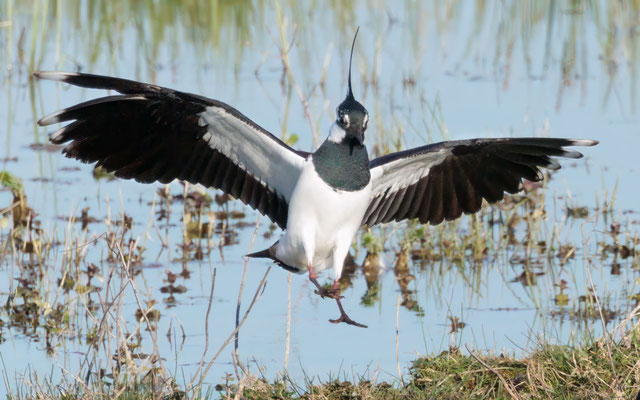 Kiebitze - Lapwings - #4787