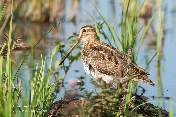 Bekassine - Common Snipe - #5665