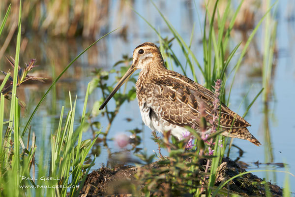 Bekassine - Common Snipe - #5665