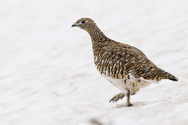Alpenschneehuhn (female) - Rock Ptarmigan - #8802