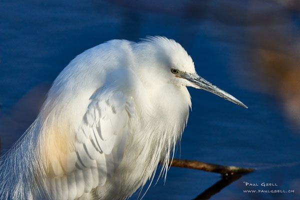 Seidenreiher - Little Egret  #2147