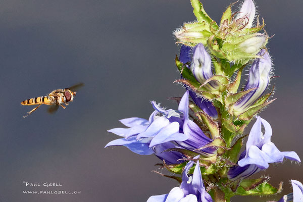 Schwebefliege- Hoverfly - #3900