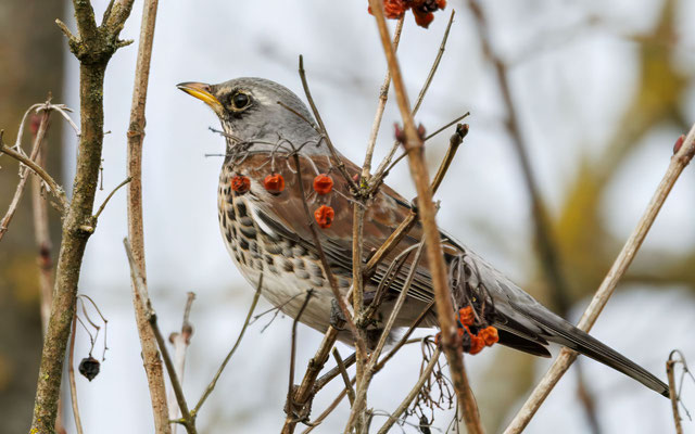 Wacholderdrossel - Fieldfare - #3024
