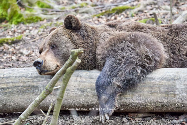 Europäischer Braunbär (Ursus arctos) im Wildpark Langenberg - #6696