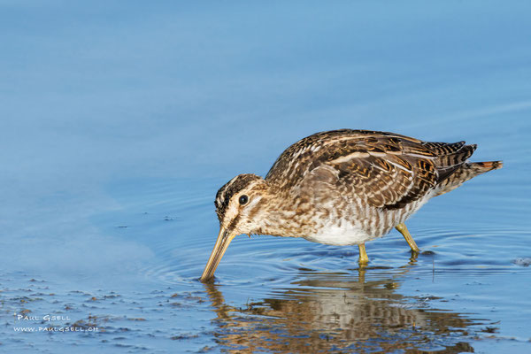 Bekassine - Common Snipe - #0430
