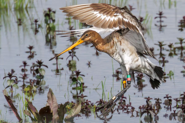 Uferschnepfe - Black-tailed Godwil - #2611