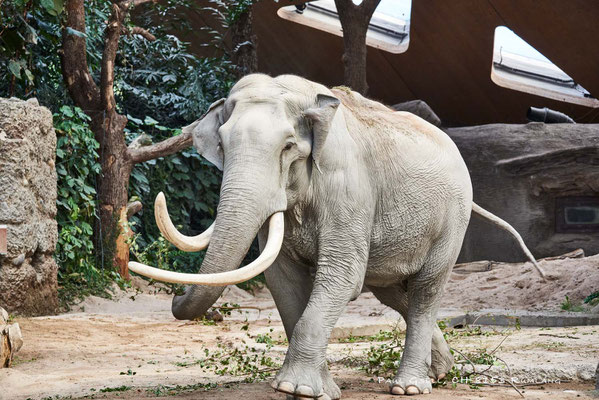 Elefantenbulle Maxi im Zoo Zürich - #3186