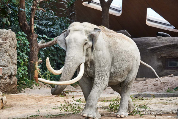Elefantenbulle Maxi im Zoo Zürich - #3186