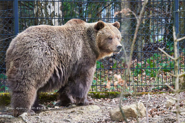 Europäischer Braunbär im Wildpark Langenberg bei Zürich - #6718
