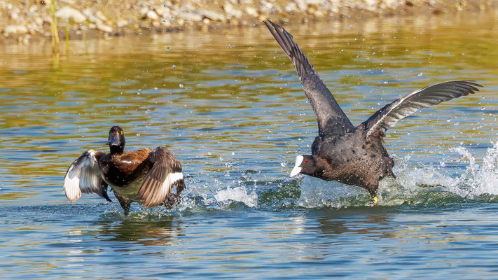 Blässhuhn jagt Reiherente - Coot chases Tufted Chuck - #3122