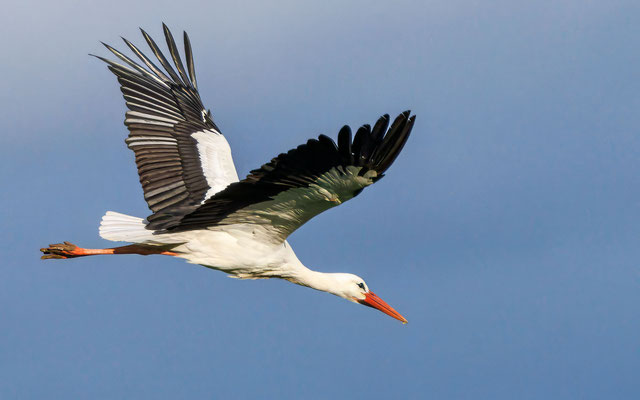 Weißstorch - White Stork - #7834