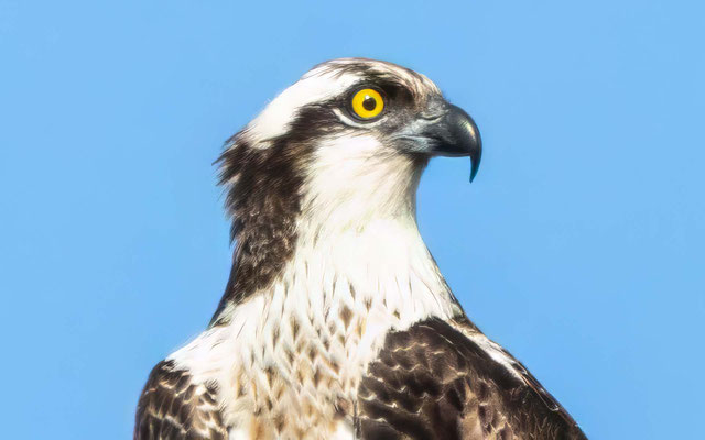Fischadler - Osprey Portrait - #2693
