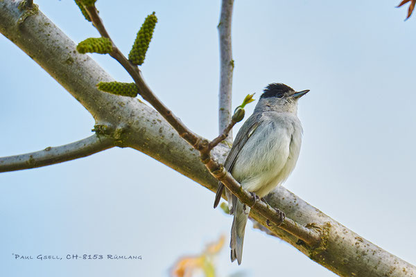 Mönchsgrasmücke - Männchen - Sylvia atricapilla - Blackcap - #8166