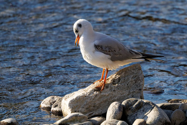 Lachmöwe - Black-headed Gull - #7102