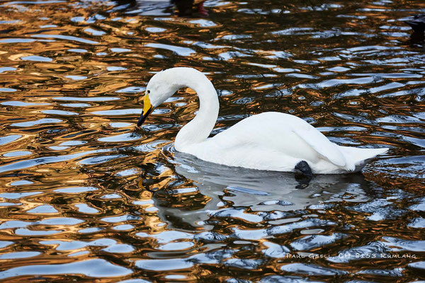 Singschwan - Cygnus cygnus - Natur- und Tierpark Goldau - #6006