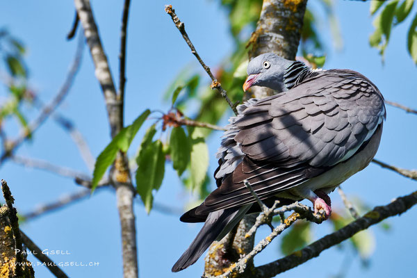 Ringeltaube - Common Wood Pigeon - #6766