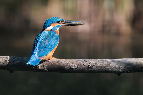 Eisvogel - Kingfisher - #2346