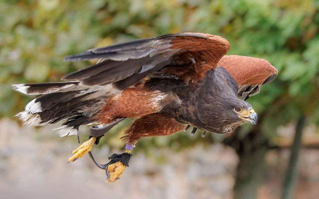Wüstenbussard - #8850
