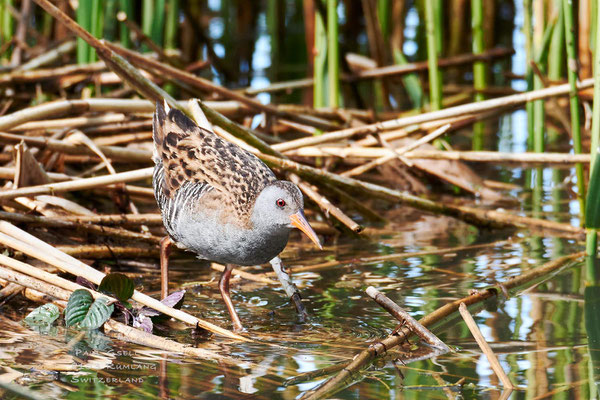 Wasserralle - Water Rail - #2395