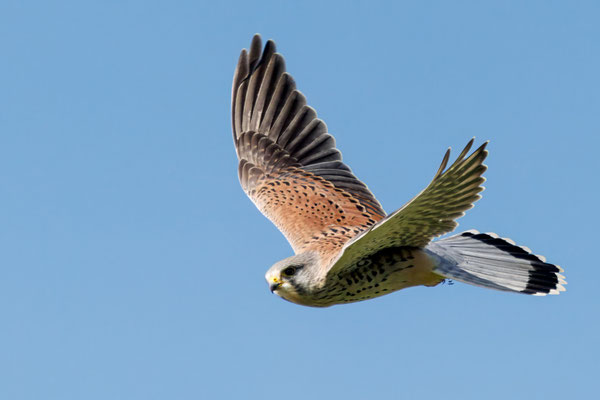 Turmfalke - Kestrel - #3115