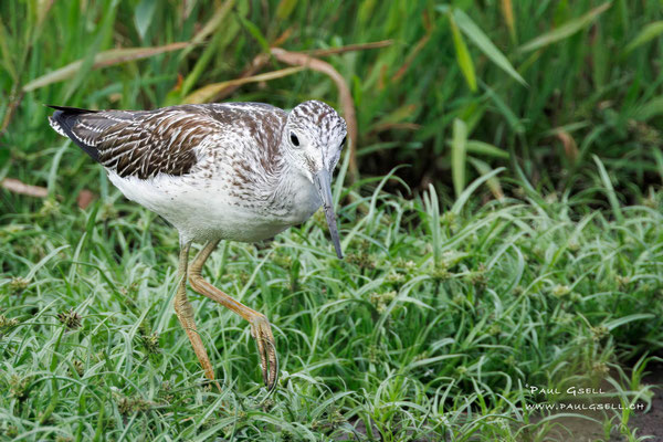 Grünschenkel - Greenshank - #0227
