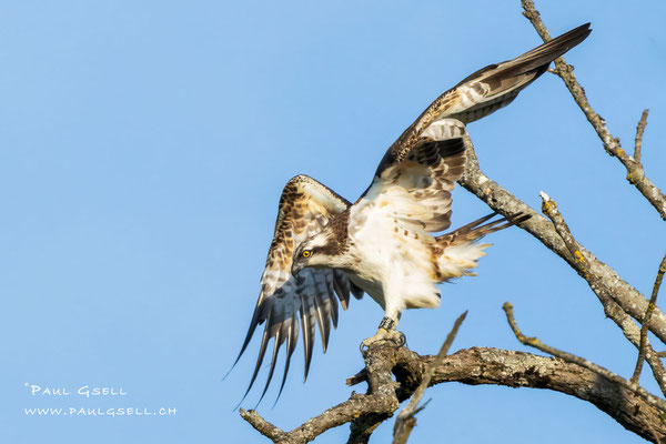Fischadler - Osprey - #2436